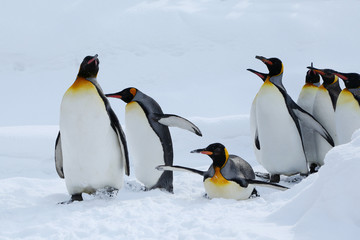 Fototapeta premium キングペンギン