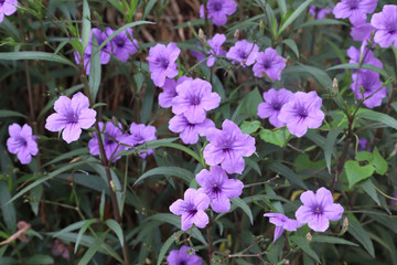 Mexican petunia with green leaves in the garden