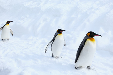 キングペンギン