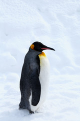 キングペンギン