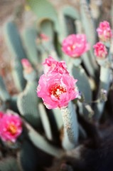pink cactus flowers on film