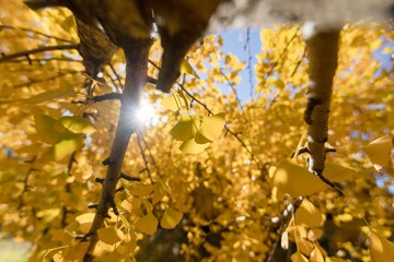 golden autumn leaves