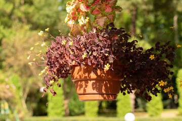 Plant Oxalis with little purple flowers in a pot