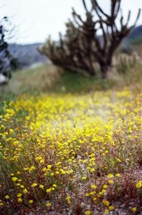 field of yellow flowers
