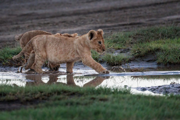 Lion cub making a splash