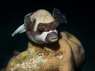 masked puffer on coral reef in red sea