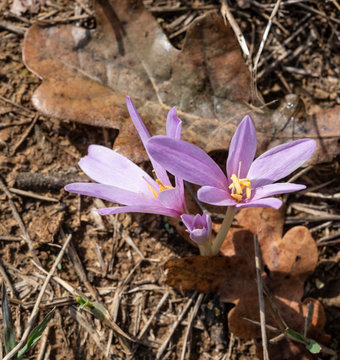 Fiori Di Colchicum Autumnale