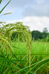 close up of green rice field