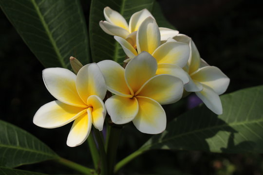 Yellow and white "Frangipani" flowers (or Plumeria, Jasmine Mango) in St. Gallen, Switzerland. Its Latin name is Plumeria Rubra (Syn Plumeria Acutifolia), native from Mexico to Panama.