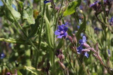 Blue "Italian Bugloss" flower (or Italian Alkanet,  Garden Anchusa) in St. Gallen, Switzerland. Its Latin name is Anchusa Azurea (Syn Anchusa Italica), native to southern Europe.
