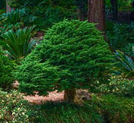 unusual small tree in the garden