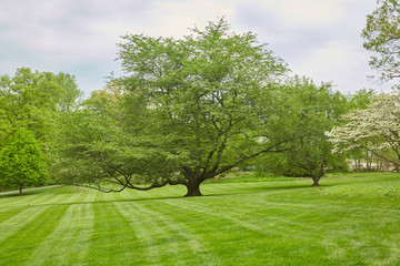 Fototapeta na wymiar The perfect old tree sitting on manicured green grass in May