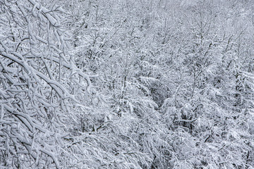 Snowy forest in winter, Spain.