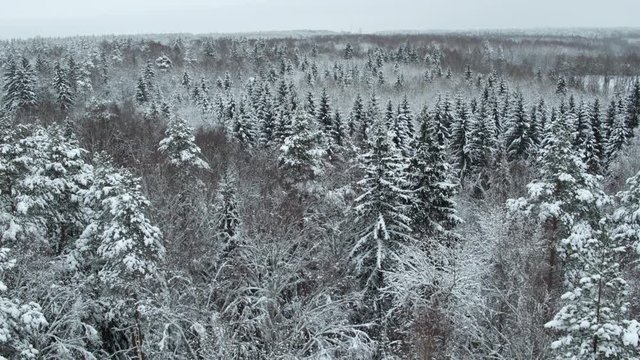 Winter snow-covered forest at day aerial top view