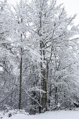 Snowy forest in winter, Spain.
