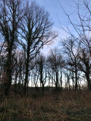  autumn landscape in the forest in the municipality of St Selve in New Aquitaine