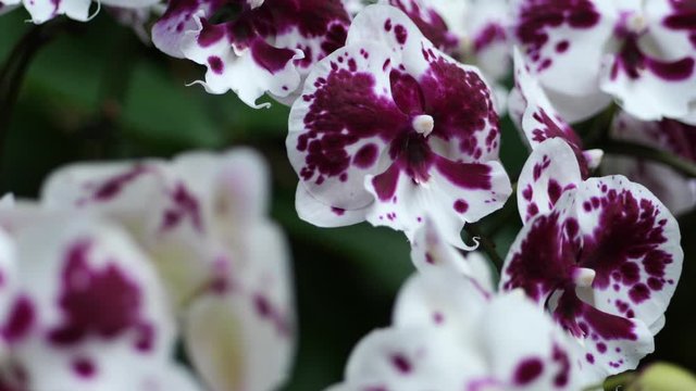 紫の胡蝶蘭をマクロ撮影