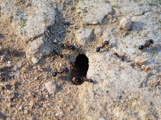 Ants are ready for the winter season