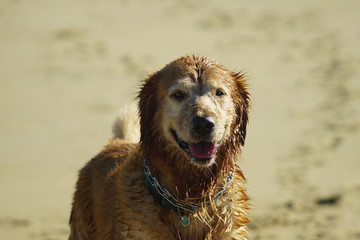 Golden Retriever Playing at the Beach at the Golden Hour.