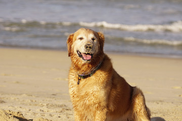 Golden Retriever Playing at the Beach at the Golden Hour.