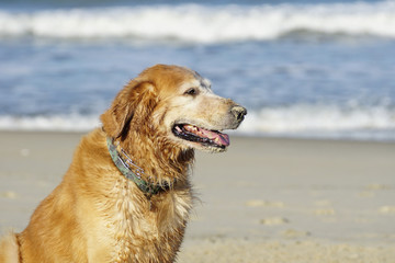 Golden Retriever Playing at the Beach at the Golden Hour.