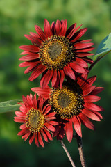 Close up of red sunflowers