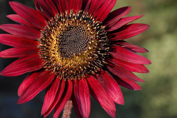 Clsoe up of a red sunflower