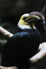 Bird side profile