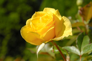 Close up of a yellow tea rose in the garden. Full bloom yellow rose