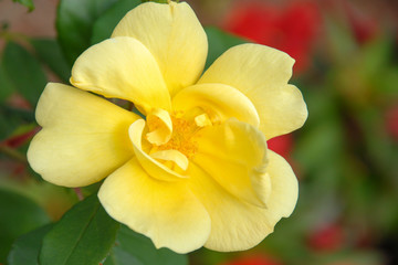 Fototapeta na wymiar Close up of a blooming old country yellow rose