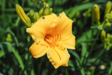 Fototapeta premium Close up of a yellow day lily flower