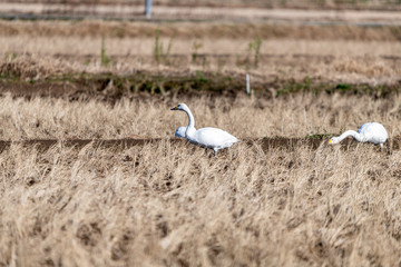 干拓地に群れるコハクチョウ