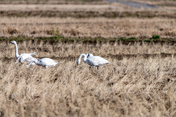 干拓地に群れるコハクチョウ