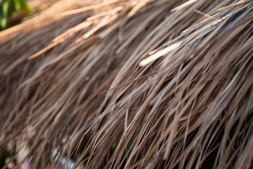 Thatch roof background, hay or dry grass background. A thatched roof, hay or dry grass background. Grass hay, roof texture. Dry straw, roof background texture.