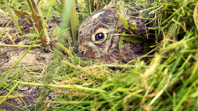 Baby Feldhase im Gras versteckt