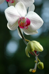 Fototapeta premium Close up of a white orchid flower with pink center