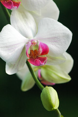 Close up of a white orchid flower with pink center