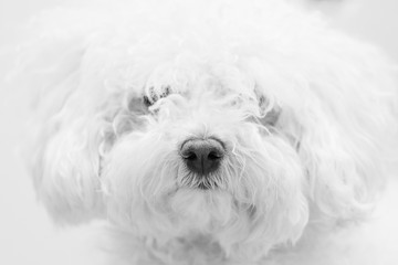 Hundeportrait kreativ 