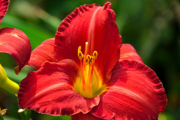 Close up of a red daylily flower with yellow center
