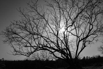 silhouette of a tree at sunset