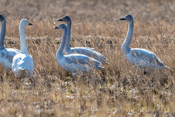 干拓地に群れるコハクチョウ