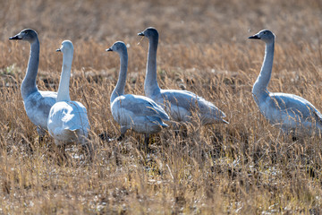 干拓地に群れるコハクチョウ