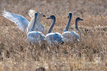 干拓地に群れるコハクチョウ