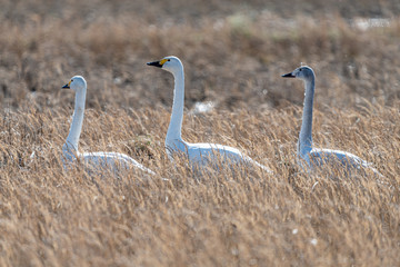 干拓地に群れるコハクチョウ