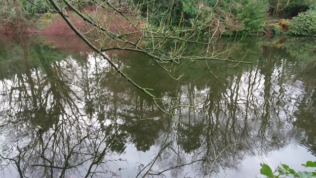 Reflections of trees on pond water with branches on foreground
