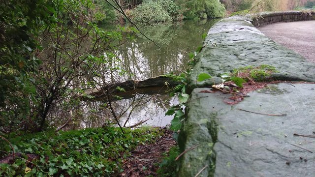 White bird flying over the pond. Reflections of trees on water.