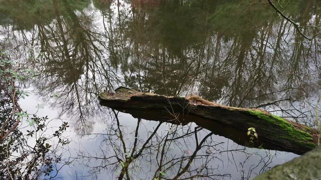 Tree stump in the pond water with reflections of trees