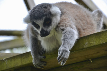 Ring Tailed Lemur (Lemur catta) reaching down from wooden platform