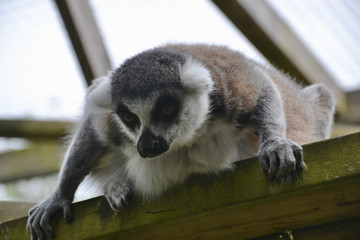 Very intense Ring Tailed Lemur (Lemur catta) staring dramatically down