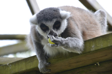 Ring Tailed Lemur (Lemur catta) eating a green grape